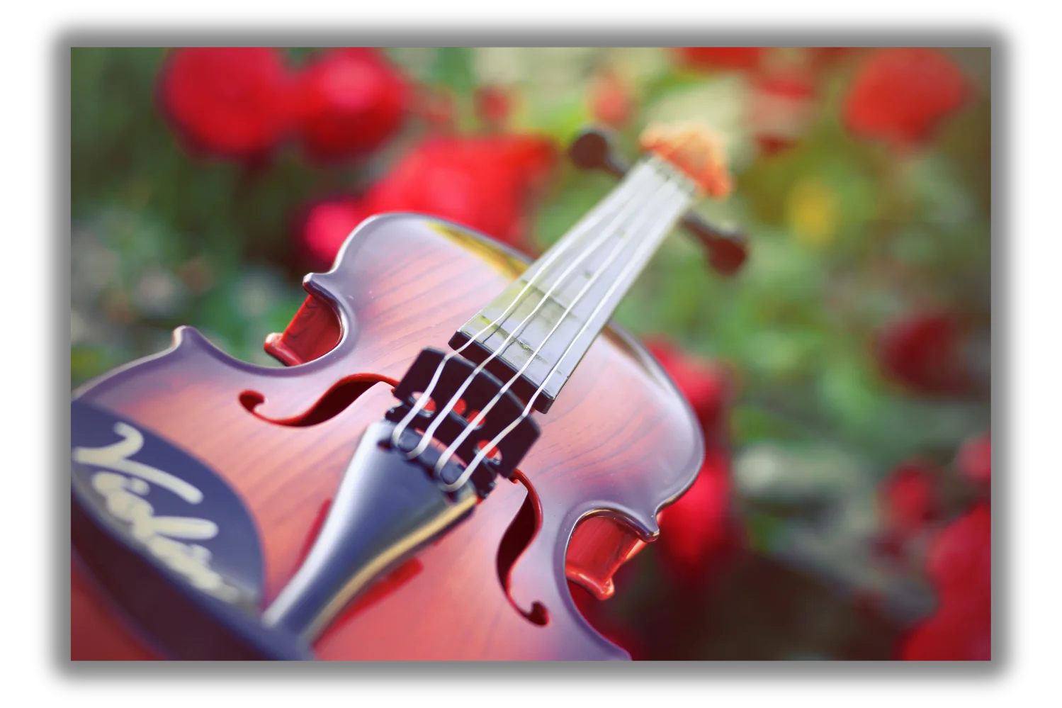 Violín en primer plano